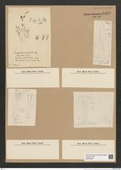 Diatomeae indet. (de-Toni-Nr.: Species 2968) Zeichnungen Sammlung Grunow Nr. 6050 (NHMW-BOT-W0374559)